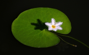 Học và tu